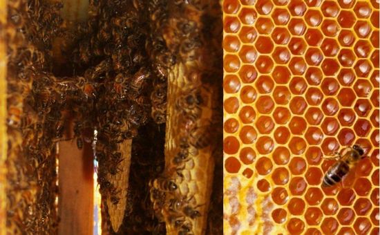 abeilles