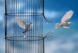 Se libérer de ses programmes inconscients, comme une colombe qui se libère de sa cage
